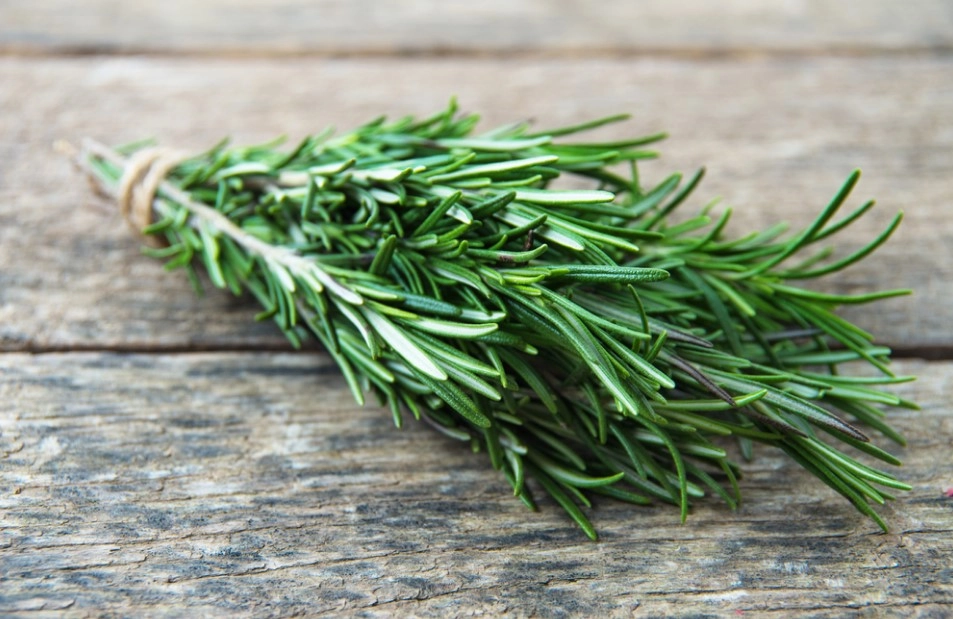 Biberiye Bitkisi: Faydaları, Kullanım Alanları ve Yetiştiriciliği