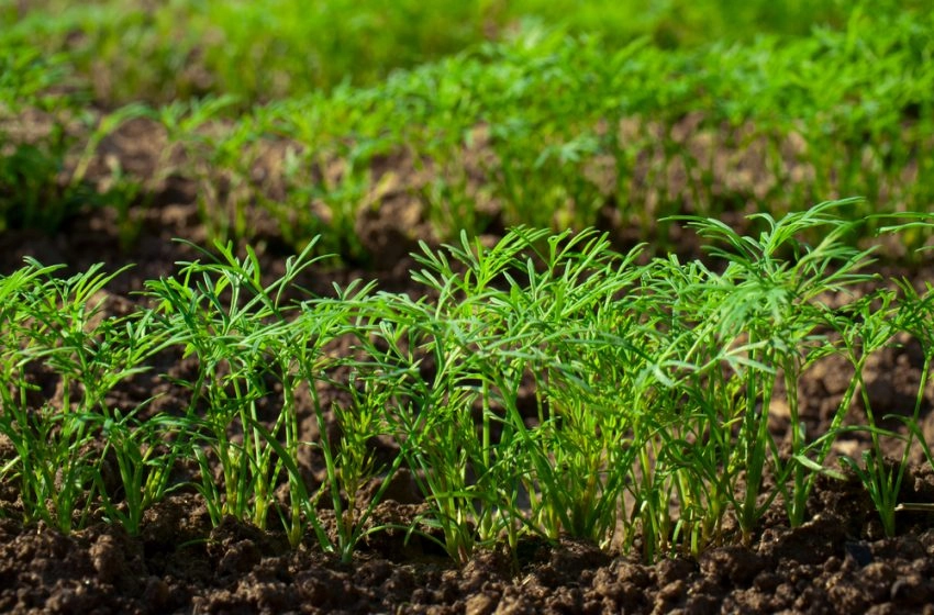 Dereotu: Faydaları, Kullanım Alanları ve Yetiştirme İpuçları