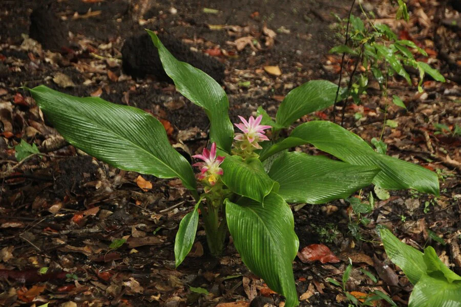 Şifalı Bitki Yetiştiriciliği: Doğadan Gelen Sağlık ve Kazanç