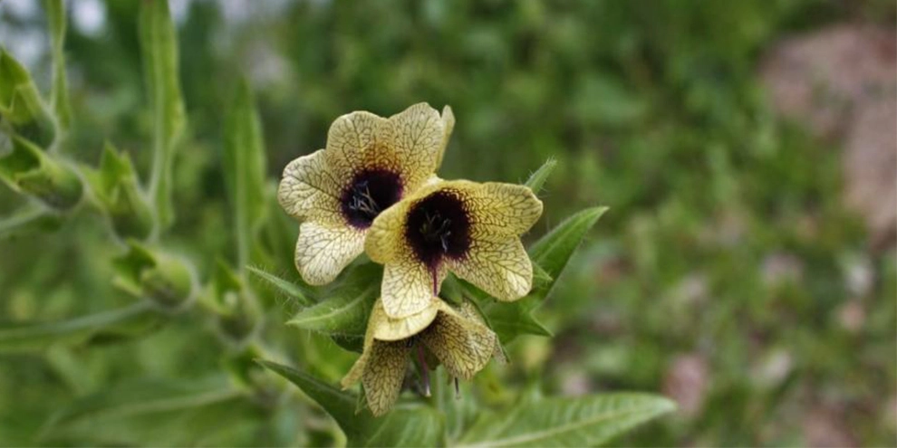 Ban Otu: Doğanın Güçlü Ama Tehlikeli Bitkisi