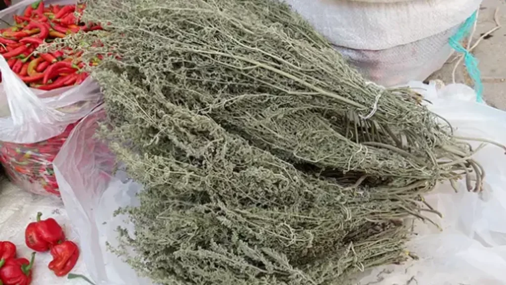 Çörtük Otu: Şifalı Özellikleri, Kullanım Alanları, Besin Değerleri ve Detaylı Rehber