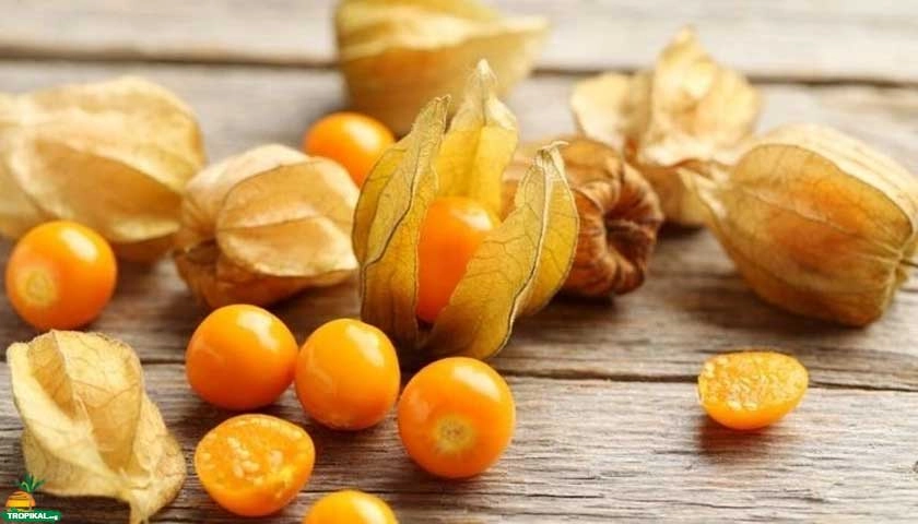 Güveyfeneri Bitkisi: Doğanın Gizemli Şifası