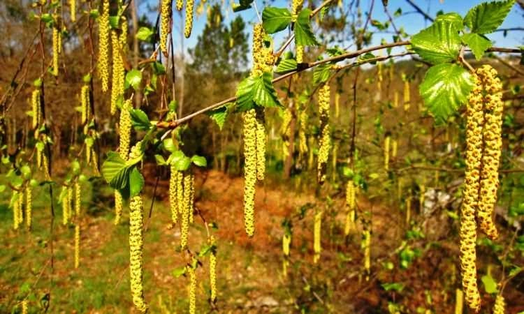Akhuş Ağacı Hakkında Bilmeniz Gereken Her Şey Doğanın Sessiz Şifası