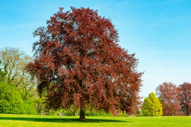 Avrupa Kayını Bitkisi Hakkında A dan Z ye Her Şey