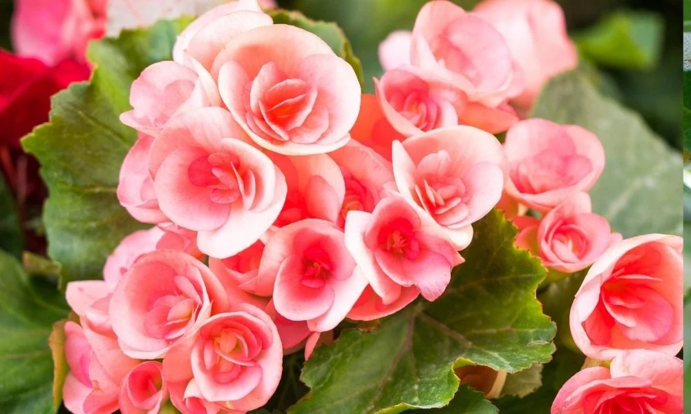 Begonya Çiçeği Hakkında: Güzelliğin ve Şifanın Buluştuğu Nokta