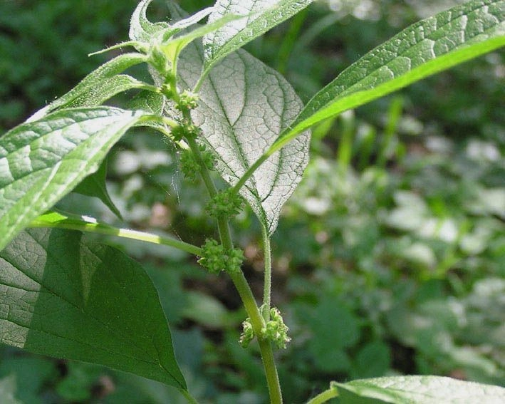 Bere Otu Nedir? Faydaları, Kullanımı ve Besin Değerleri