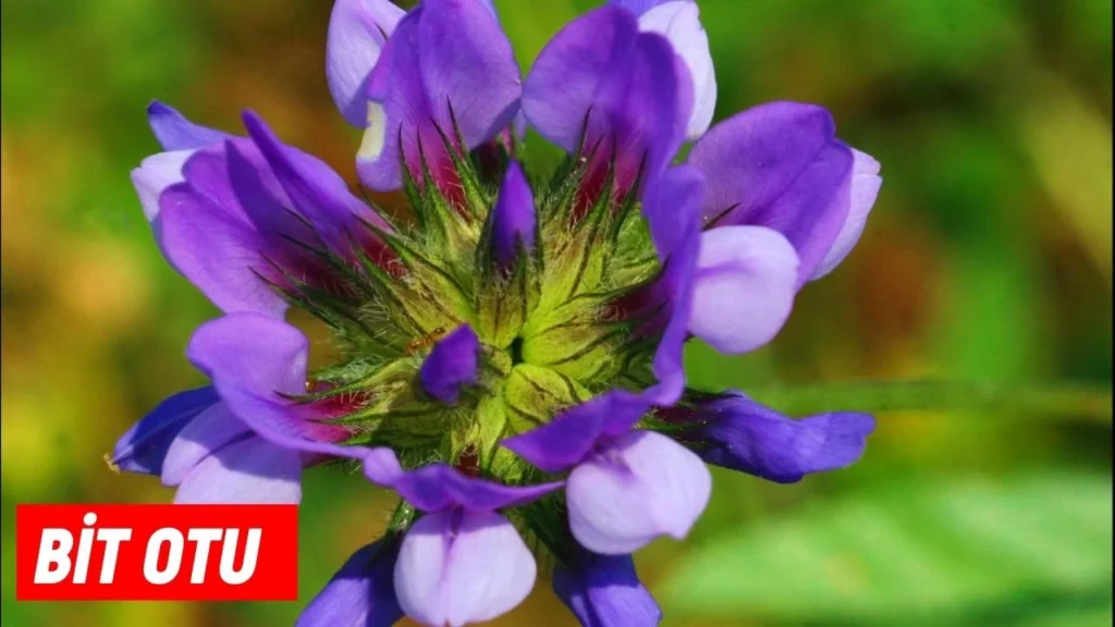 Bit Otu Bitkisi Faydaları, Kullanımı ve Besin Değeriyle A’dan Z’ye Tanıtım