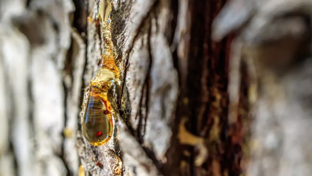 Çam Sakızı: Doğadan Gelen Şifa ve Sağlık Kaynağı