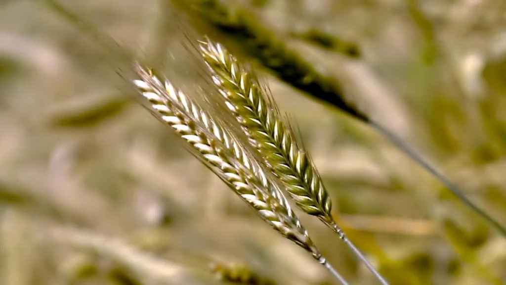 Çavdar Bitkisi: A’dan Z’ye Besin Değerleri, Faydaları ve Kullanım Alanları