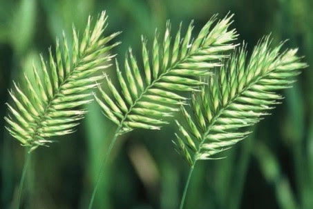 Çayır Otu: A’dan Z’ye Faydaları, Kullanımı, Besin Değerleri ve Yetiştiriciliği