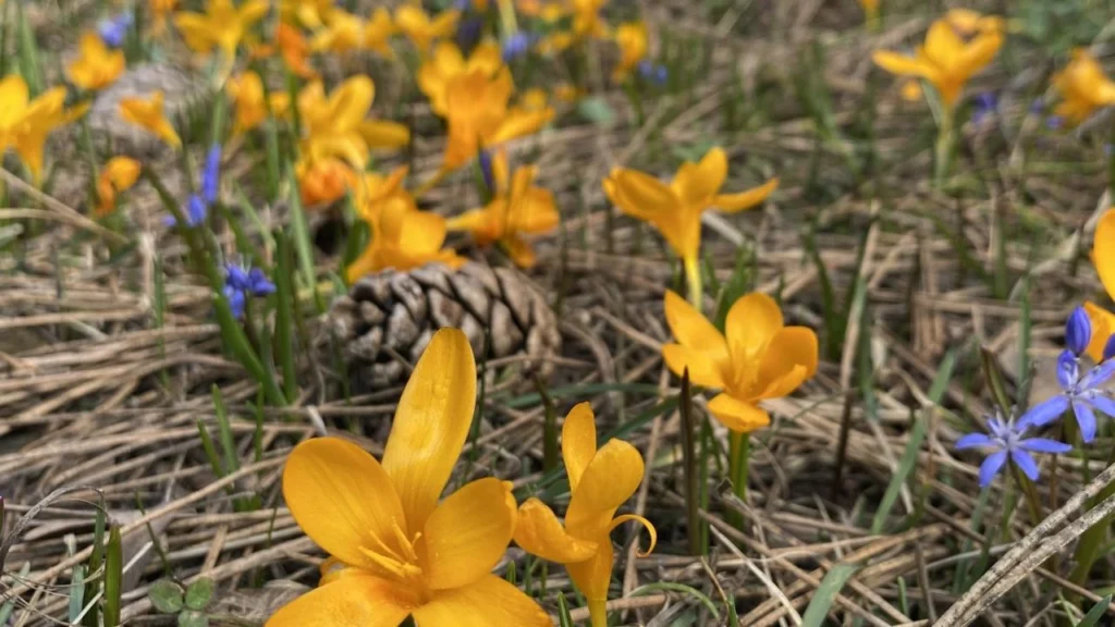 Çiğdem Otu: Doğal Şifa Kaynağı, Faydaları, Kullanımı ve Besin Değerleri