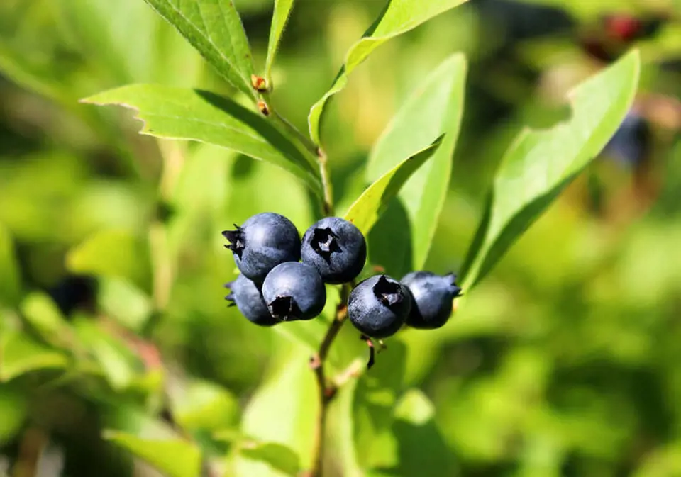 Çoban Üzümü (Ribes nigrum): Faydaları, Kullanımı, Besin Değeri ve Daha Fazlası