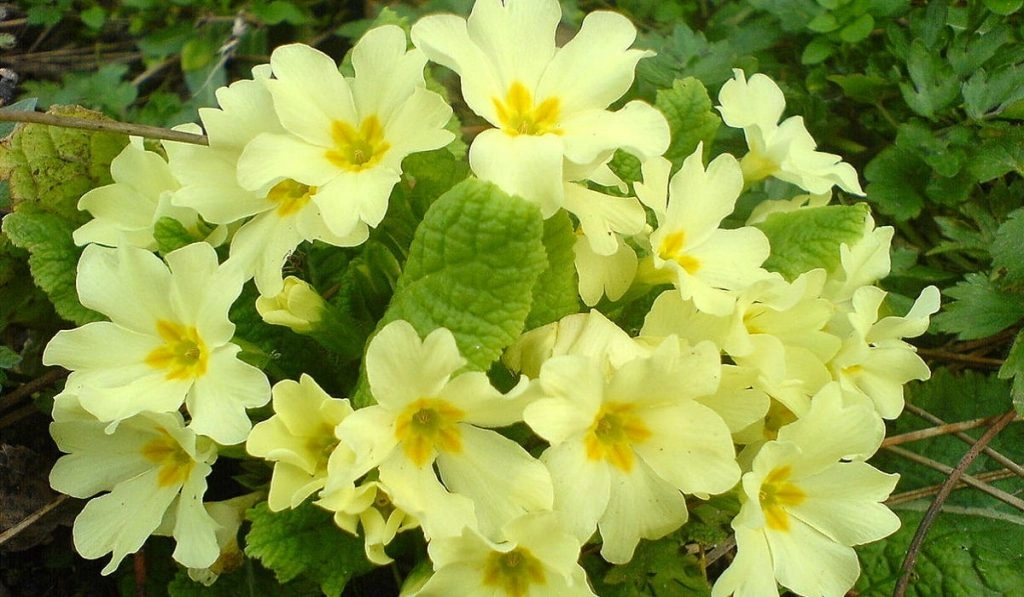 Çuha Çiçeği: Faydaları, Kullanımı ve Besin Değerleriyle A’dan Z’ye Rehber