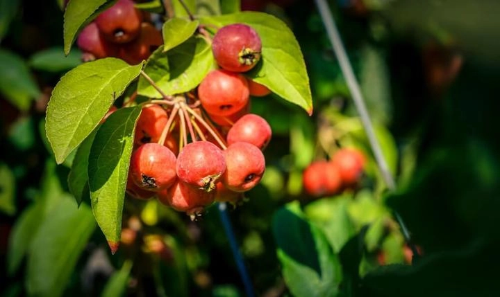 Dağ Elması: Faydaları, Kullanımı, Besin Değerleri ve Bilinmeyen Yönleri