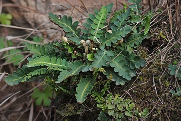 Dalak Otu Nedir? Faydaları, Kullanımı, Besin Değerleri ve Bilinmeyen Gerçekler