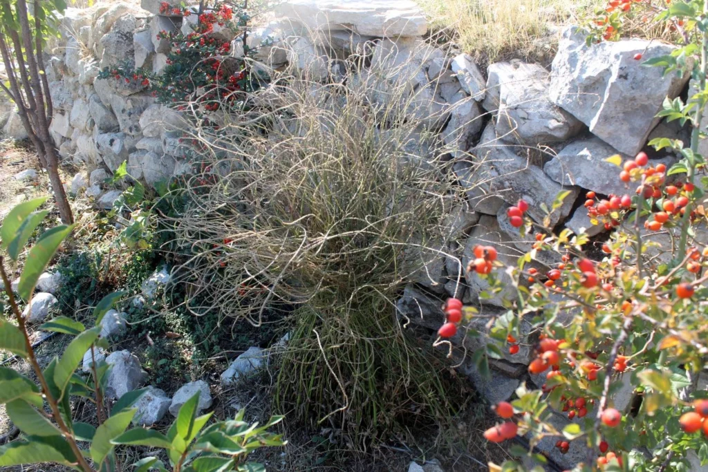 Demirotu Bitkisi: A’dan Z’ye Şifa Kaynağı