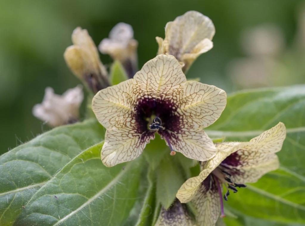 Gavur Haşhaşı Bitkisi: Doğadan Gelen Sessiz Şifa