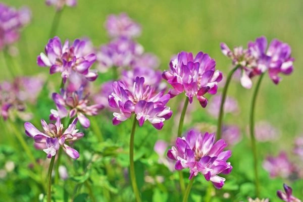 Geven Otu: Faydaları, Kullanımı, Besin Değerleri ve Daha Fazlası