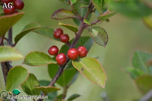 Geyikdikeni Bitkisi Doğanın Sessiz Şifacısı
