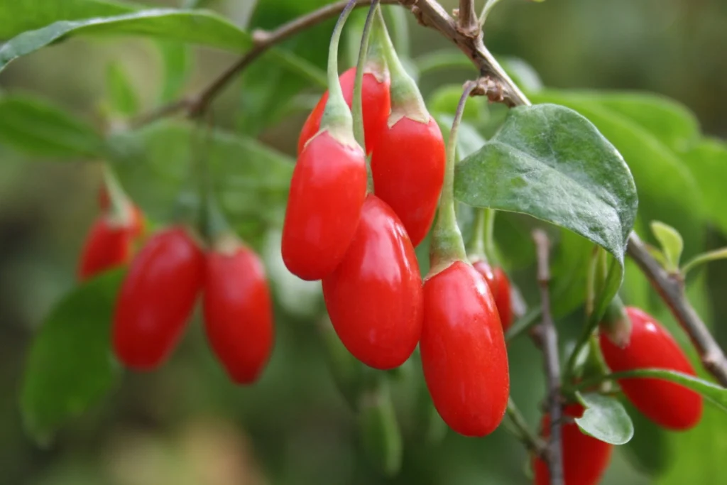Goji Berry (Kurt Üzümü): Sağlığın Kırmızı Mucizesi