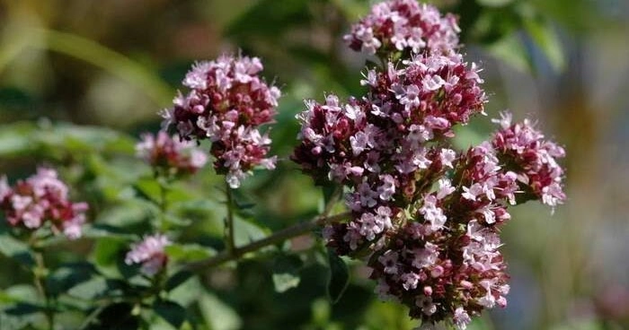 Güve Otu (Origanum vulgare): Doğanın Şifalı Hazinesi