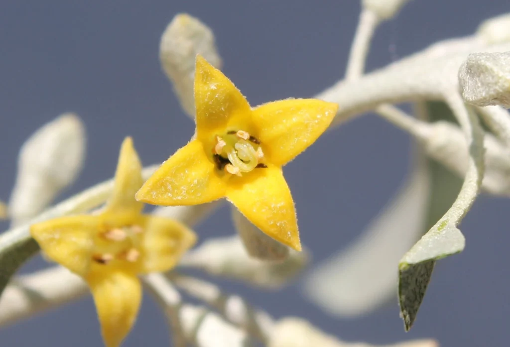 İğde Çiçeği Hakkında A’dan Z’ye Her Şey Mis Kokulu Mucize