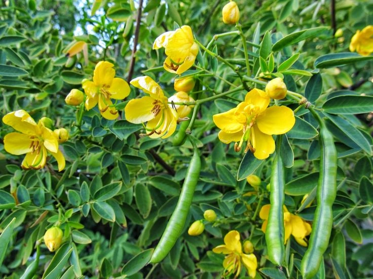 İskenderiye Sinameki Doğanın Güçlü Müshili
