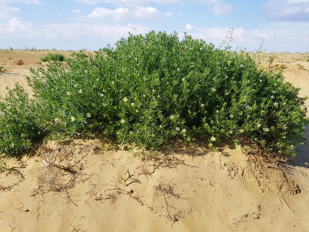 Panzehir Otu Hakkında Her Şey Zehirden Şifaya