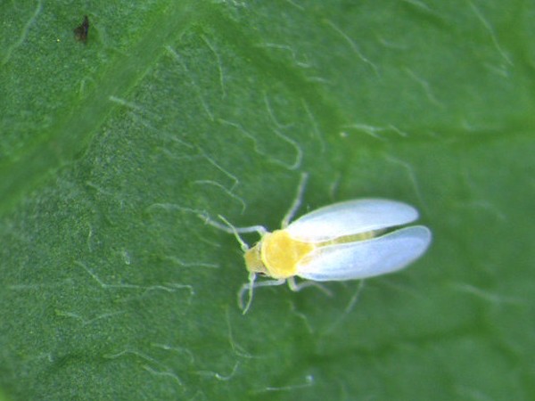 Beyaz Sinek (Bemisia tabaci): Görünmeyen Tehlike