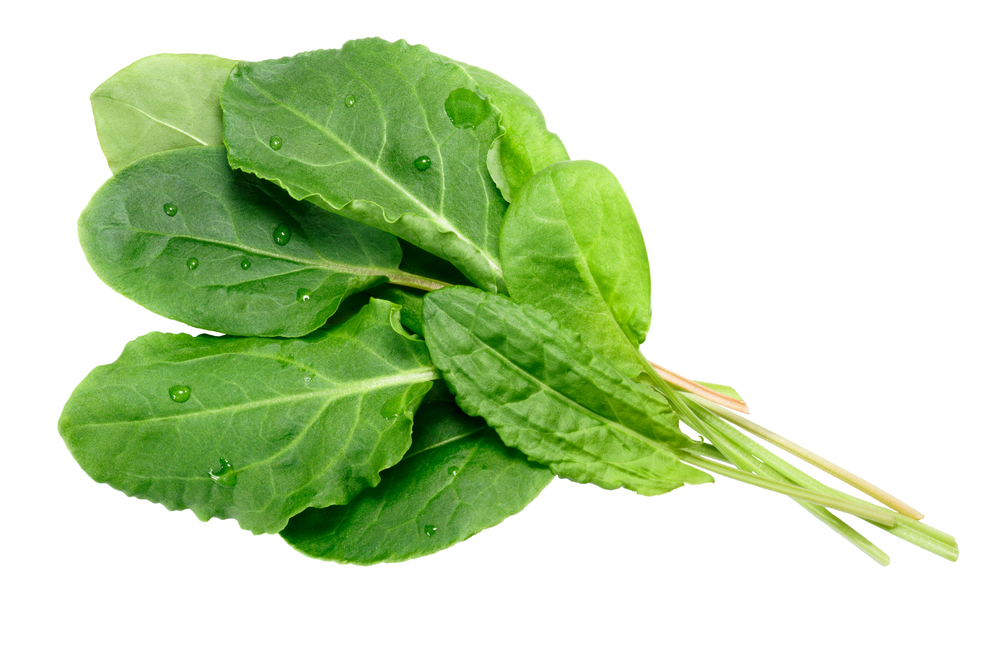 Kuzu Kulağı (Rumex acetosa) – Şifa Deposu Ekşi Lezzet