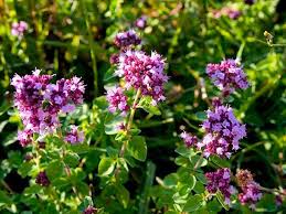 Güvey Otu: Doğanın Gizemli Şifa Kaynağı