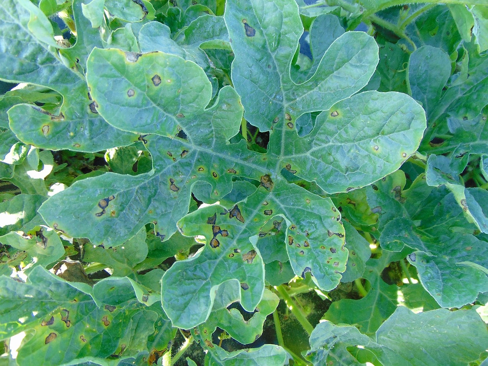 Köşeli Yaprak Leke Hastalığı (Pseudomonas syringae pv. lachrymans) ve Mücadele Yöntemleri