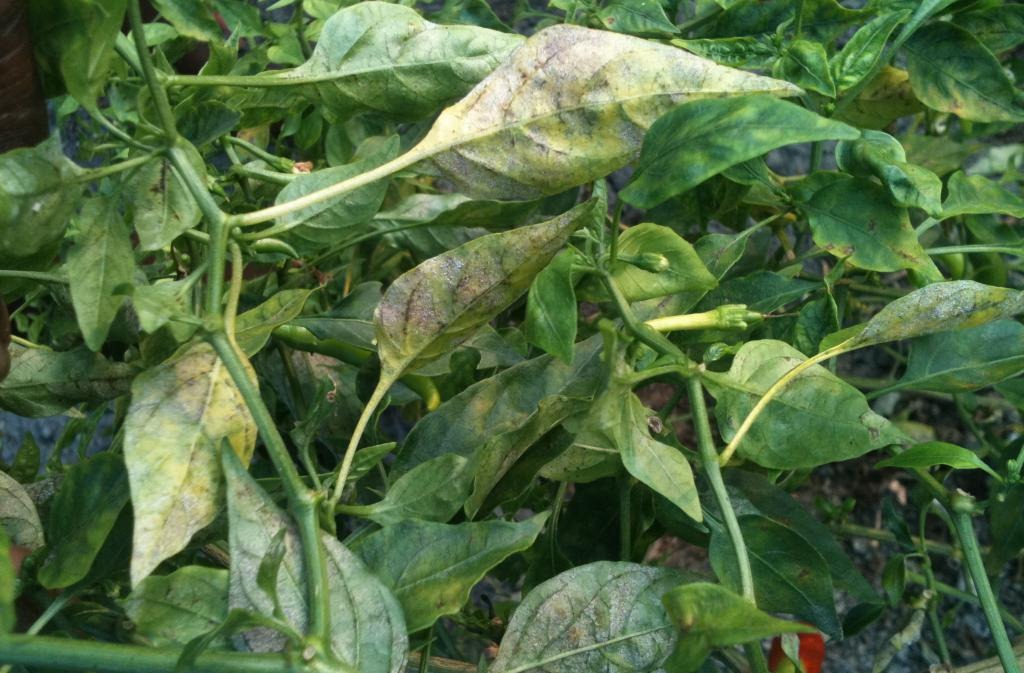 Külleme (Leveillula taurica) Nedir ve Nasıl Mücadele Edilir?