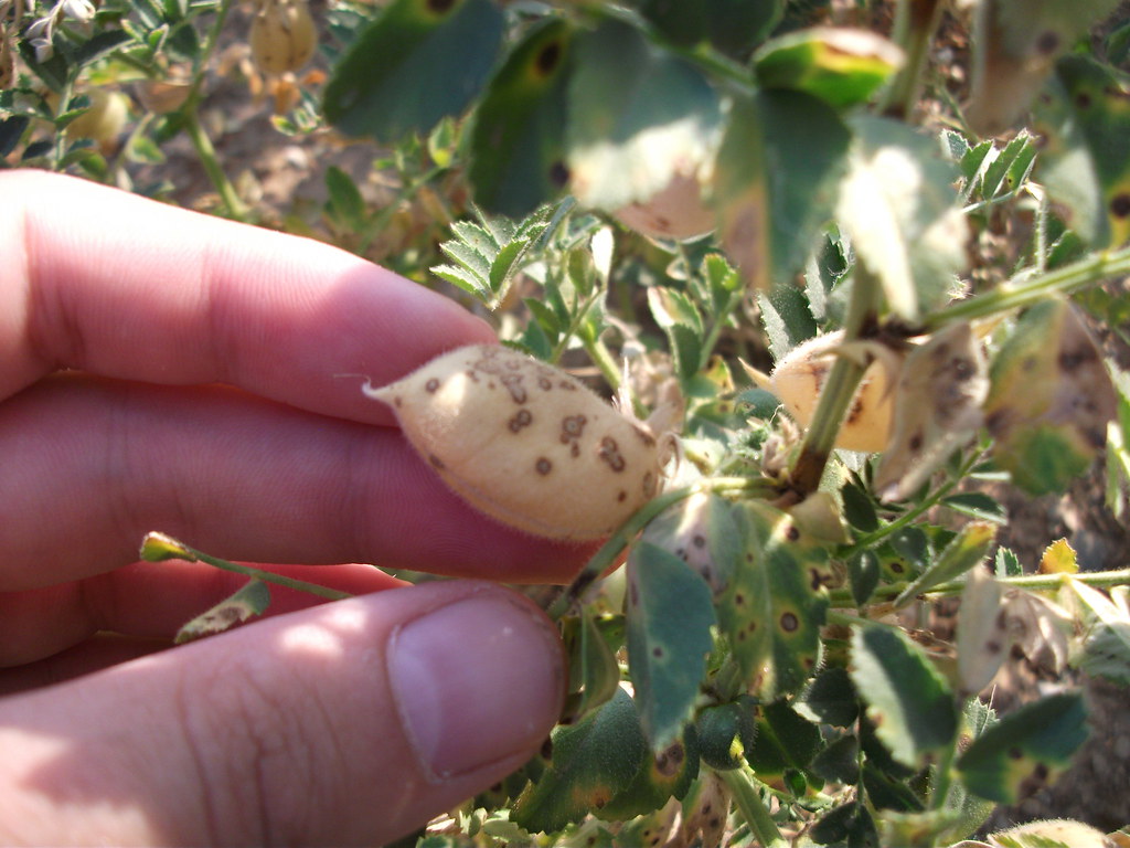 Nohut Antraknozu (Ascochyta rabiei) ve Mücadele Yöntemleri