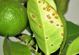 Turunçgillerde Kahverengi Leke Hastalığı: Belirtileri ve Etkili Mücadele Yöntemleri