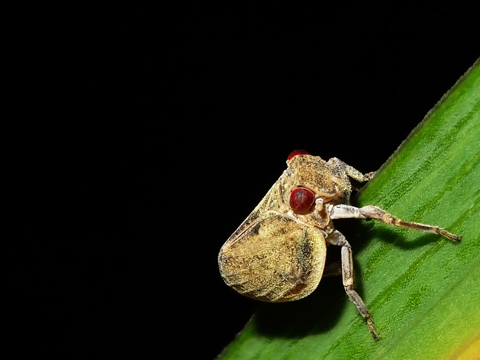 Zeytin Kırlangıç Böceği (Hysteropterum grylloides) ve Mücadele Yöntemleri