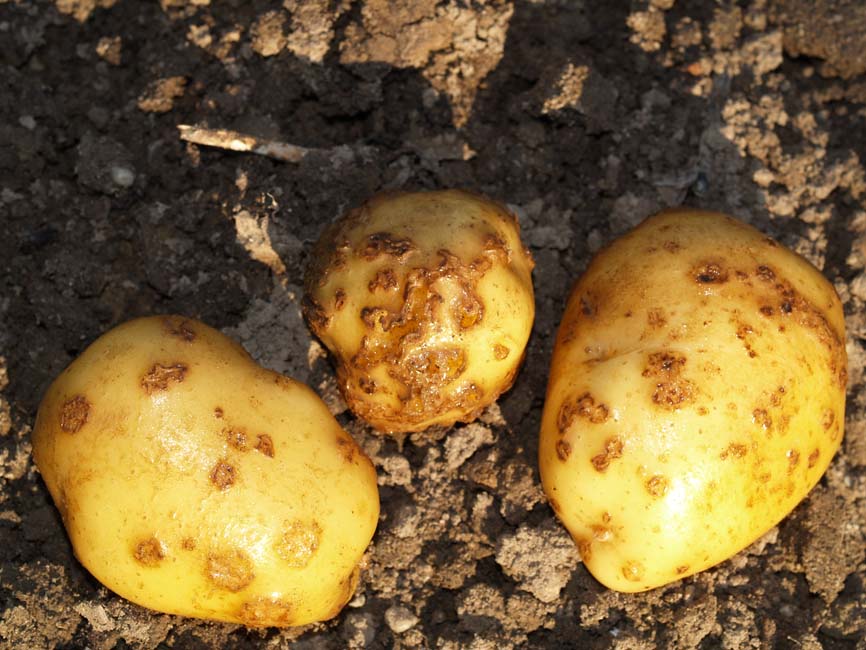 Patates Adi Uyuz Hastalığı (Streptomyces scabies) Belirtileri ve Mücadele Yöntemleri