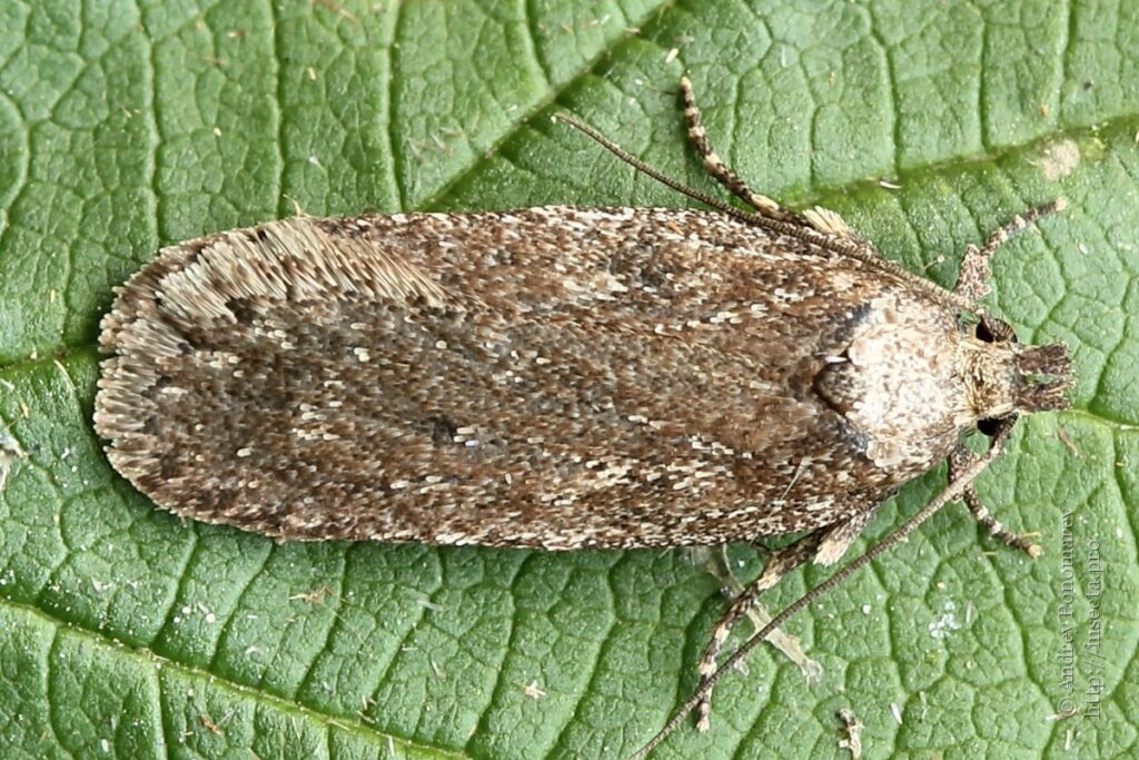 Anason Güvesi (Depressaria daucivorella): Tarımın Görünmeyen Zararlısı