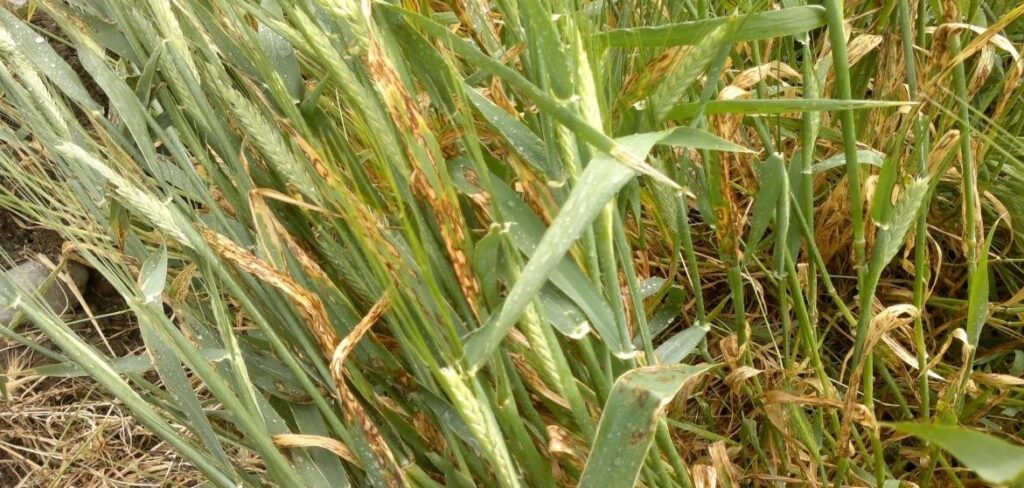 Arpa Yaprak Pası (Puccinia hordei) Nedir? Belirtileri, Nedenleri ve Mücadele Yöntemleri