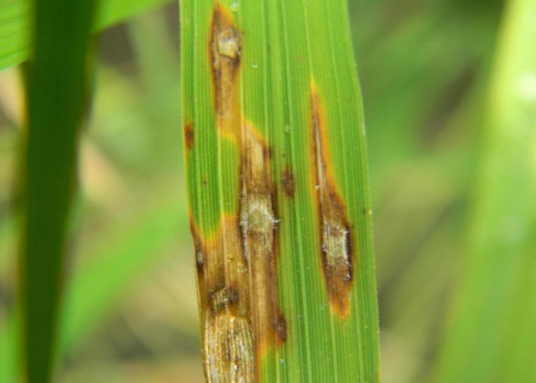 Çeltik Kök Yanıklığı (Pyricularia oryzae): Belirtileri, Nedenleri ve Etkili Mücadele Yöntemleri