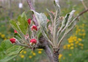 Elma Küllemesi (Podosphaera leucotricha) Nedir, Belirtileri ve Mücadele Yöntemleri