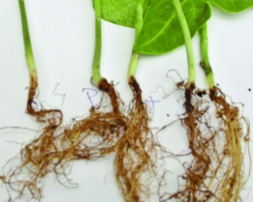 Fide Kök Çürüklüğü (Rhizoctonia spp.) Nedir?