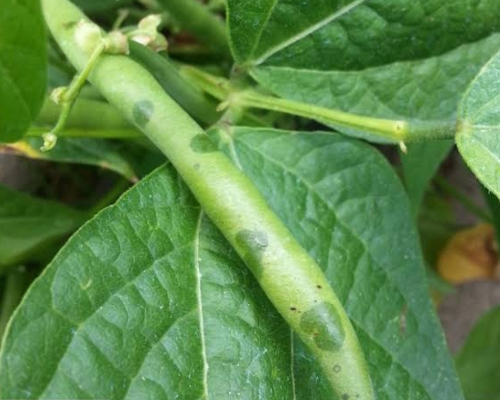 Fasulye Hale Yanıklığı Hastalığı: Belirtileri, Nedenleri ve Etkili Mücadele Yöntemleri