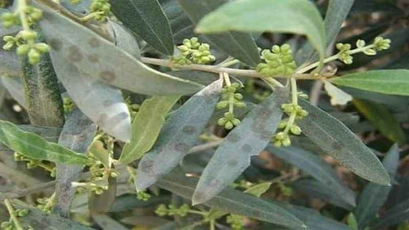 Zeytinlerde Halkalı Leke Hastalığı (Spilocaea oleaginea): Neden Olur ve Nasıl Önlenir?