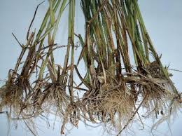 Kök Boğazı Yanıklığı (Phoma betae) Hastalığı ve Etkili Mücadele Yöntemleri