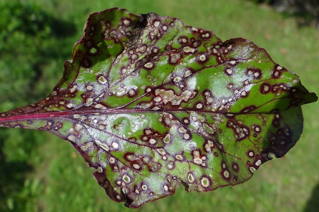 Yaprak Leke Hastalığı (Cercospora beticola): Nedenleri, Belirtileri ve Mücadele Yöntemleri