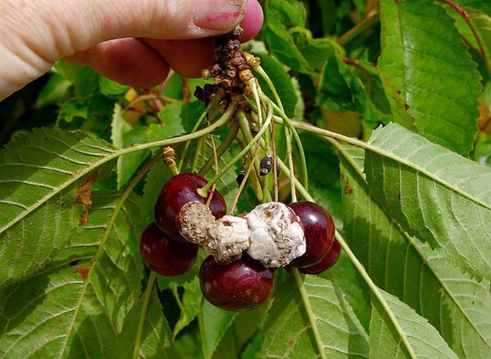 Meyve Monilyası (Mumya) Nedir