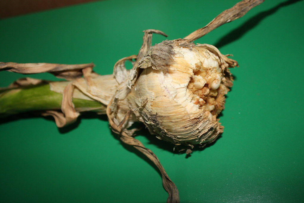 Soğan Sak Nematodu (Ditylenchus dipsaci): Soğan Üretiminde Görünmez Tehdit