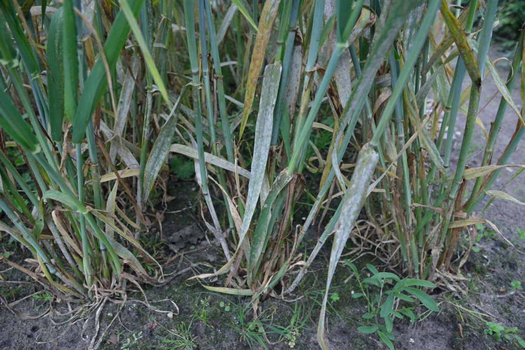 Tahıl Küllemesi (Erysiphe graminis): Belirtileri, Nedenleri ve Etkili Mücadele Yöntemleri