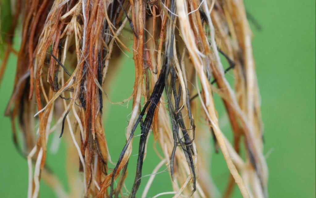 Toprak Kökenli Hastalıklar Nedir?